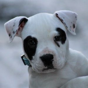 Profile photo of Angel